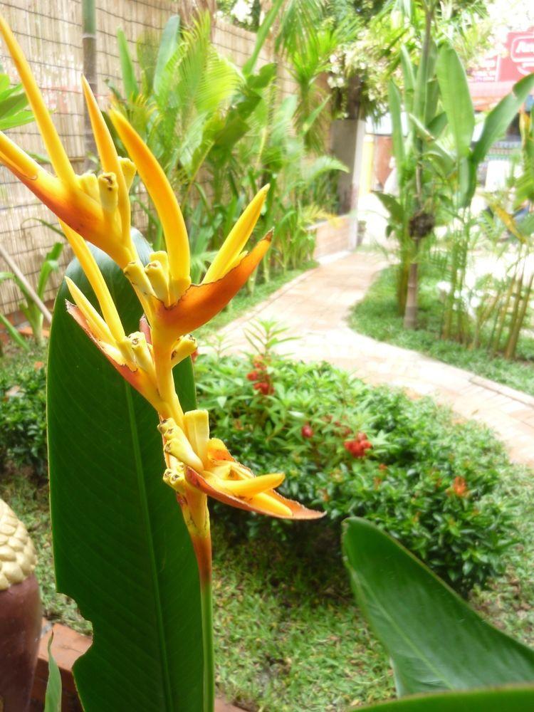 Angkor Reas Guesthouse Siem Reap Exteriör bild